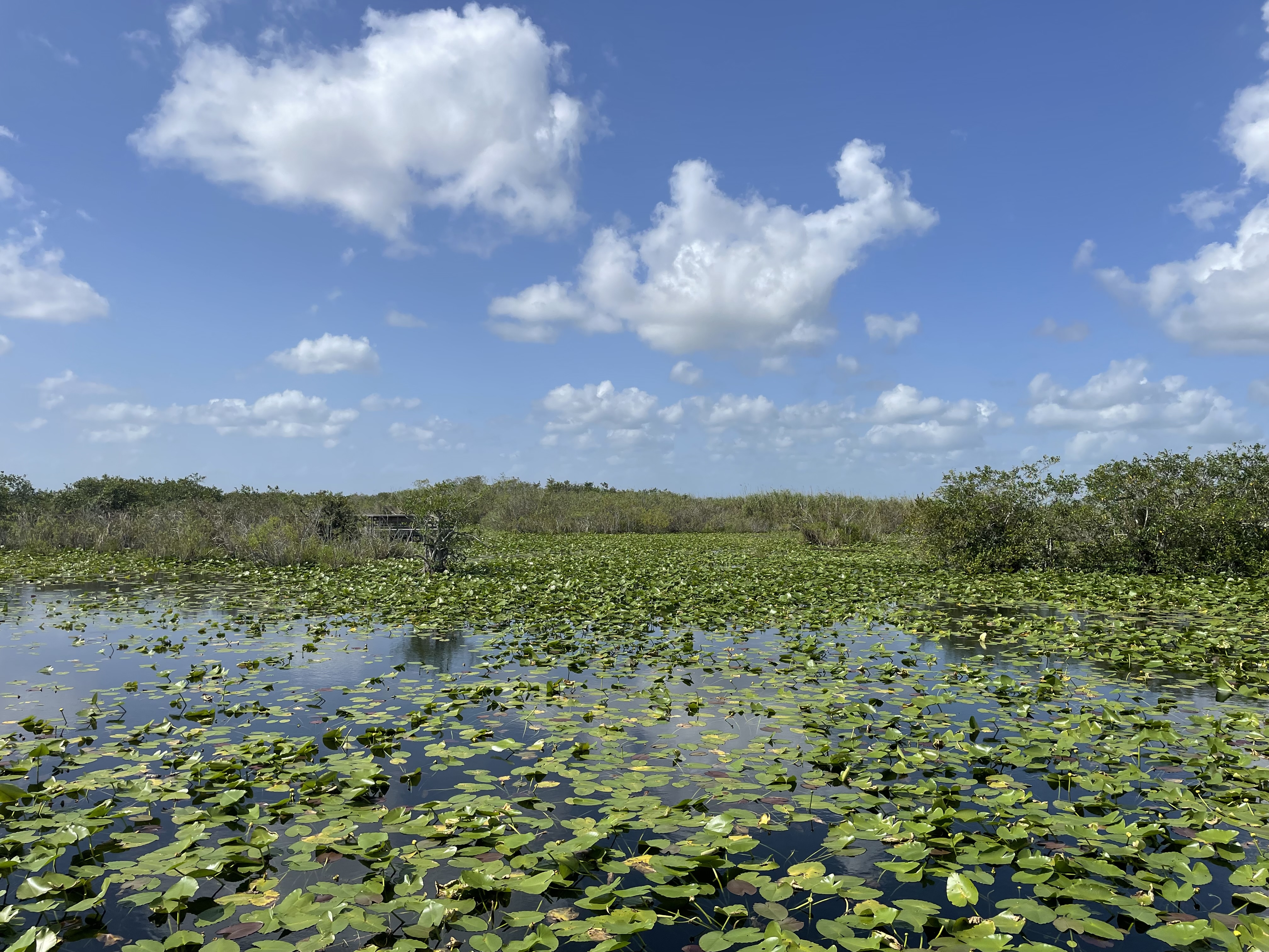 wetland