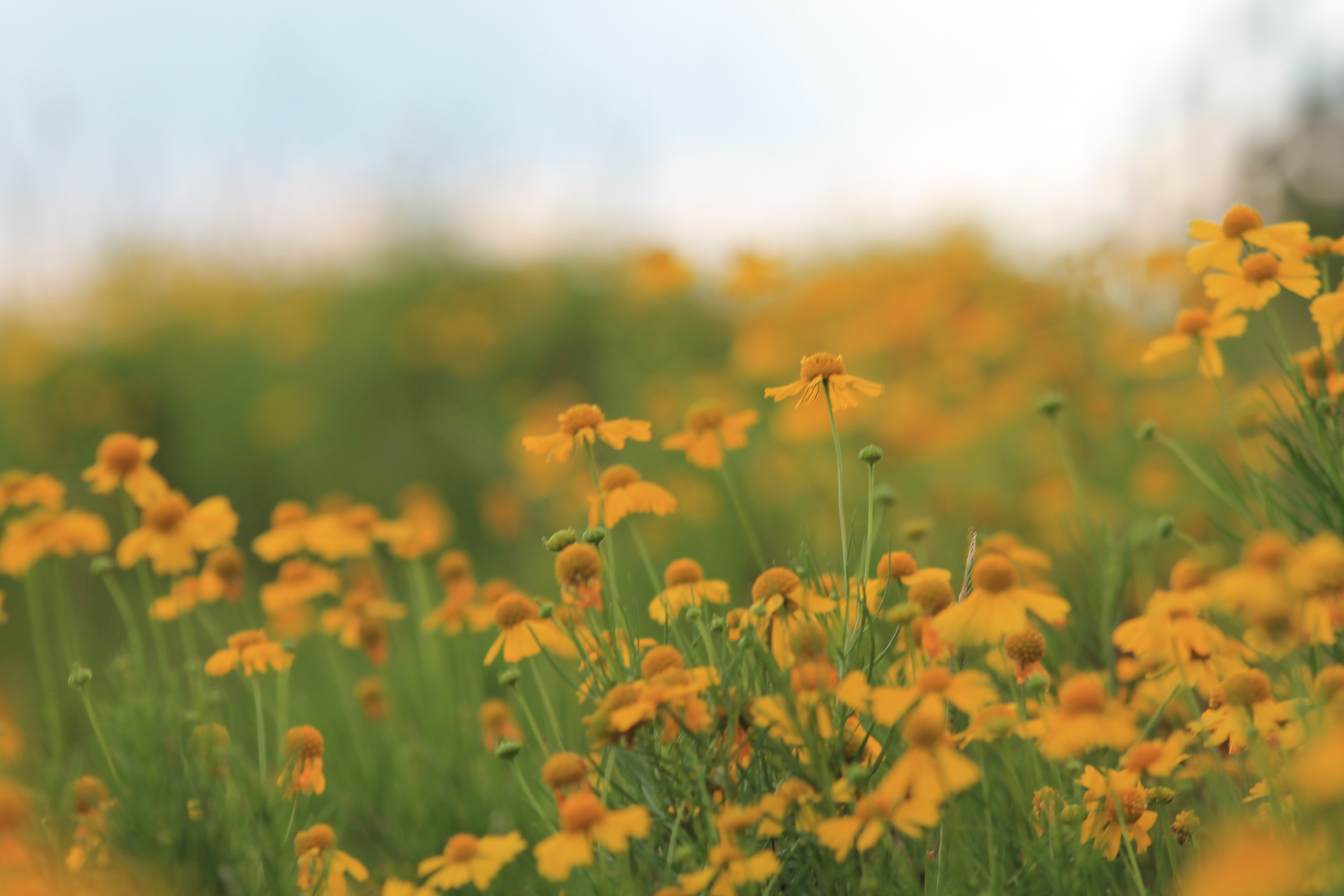 yellow-flowers